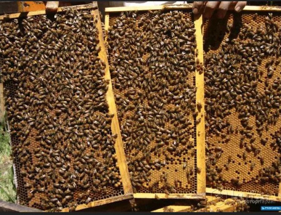 фото пчелосемьи и пчелопакеты бакфаст. 3
