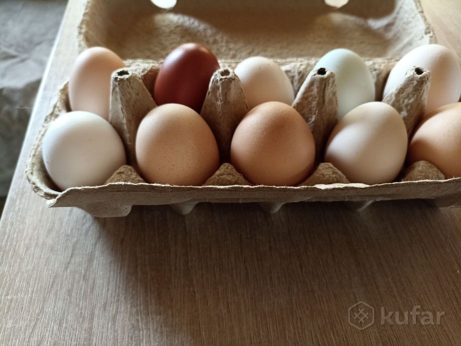 фото домашние куриные и перепелиные яйца  3