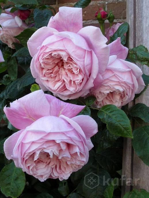 фото английские розы и др. каталог более 200 сортов 6