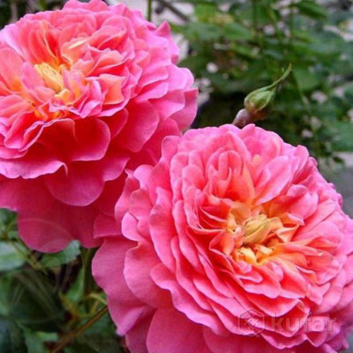 фото английские розы и др. каталог более 200 сортов 8