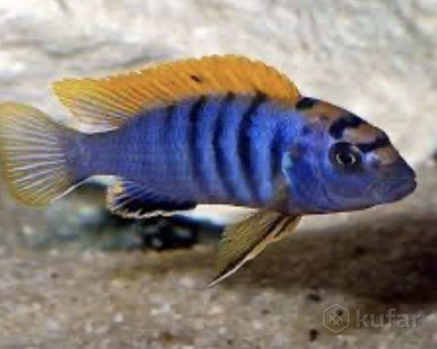 фото алунакара бенши и  более 100 видов аквариумной рыбки в описании  9