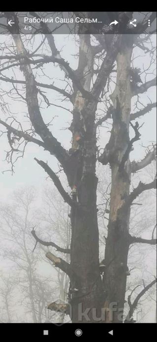 фото обрезка, удаление, спил,валка деревьев, арборист 3