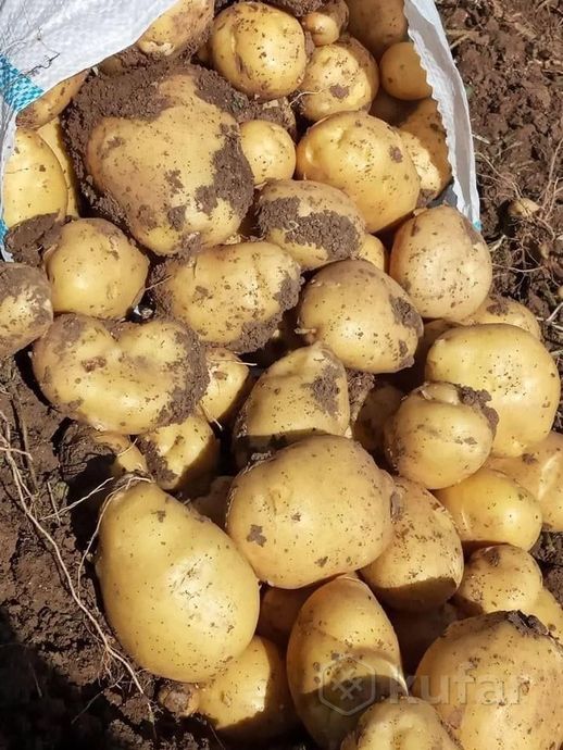 фото вкусный деревенский картофель (картошка) сорт ''вега'' доставка по минску  2