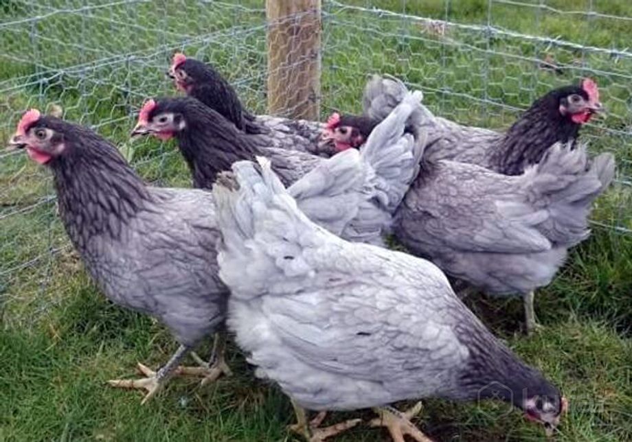 фото куры несушки, цыплята, утята в червене при покупке 10 кур 1 в пода 2
