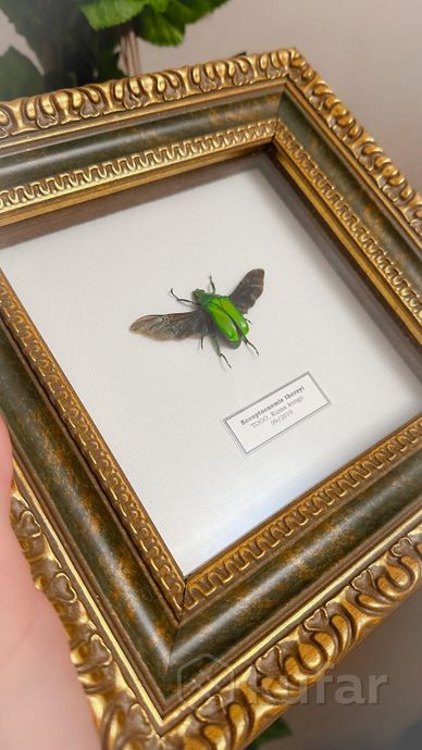 фото жуки, бабочки и другие насекомые в рамках  5