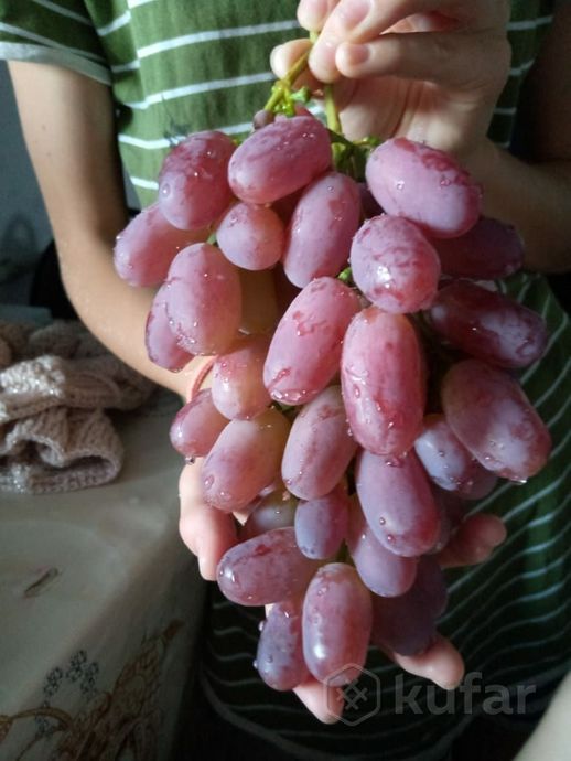 фото виноград саженцы разные сорта 5
