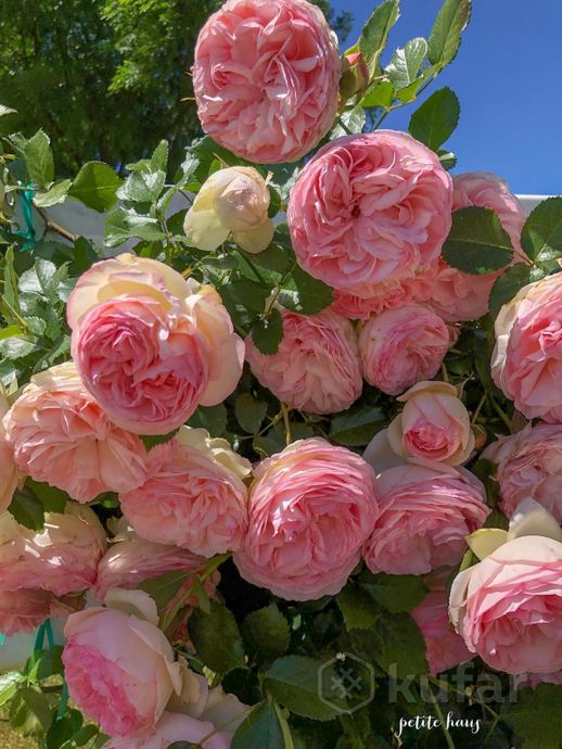фото саженцы роз - зацветут в этом году в наличии  4