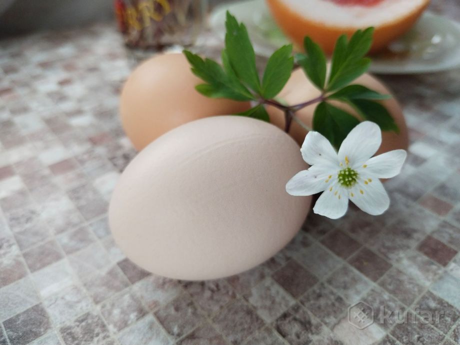 фото яйца домашние  0