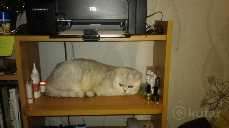 фото шотландский кот вязка и продажа его котят 5