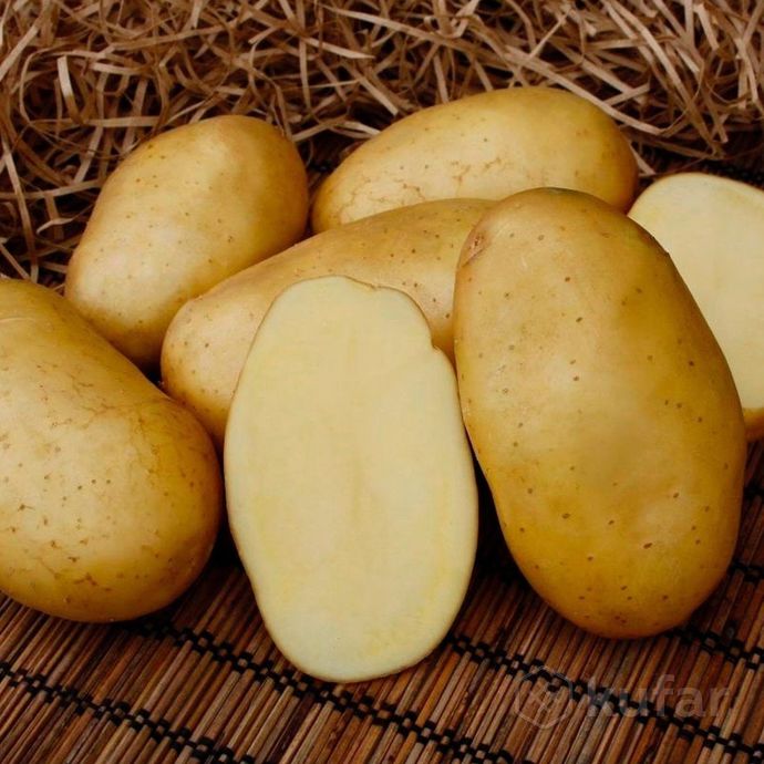 фото семенной ультра ранний картофель, семянка 0