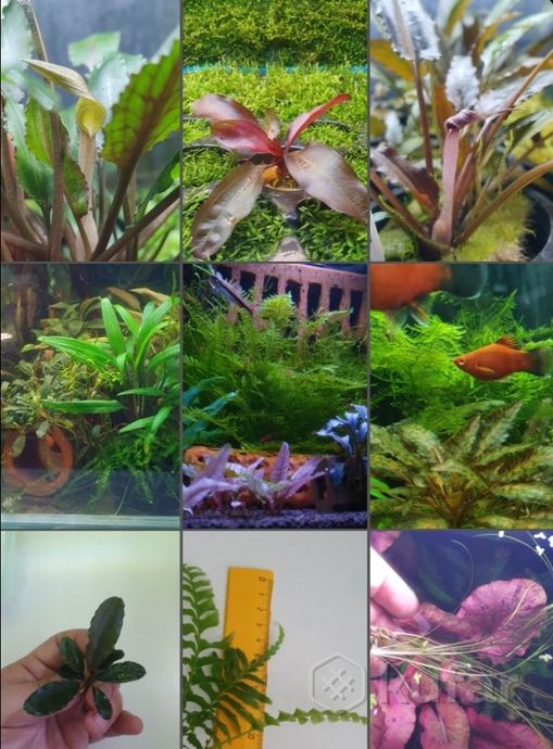 фото аквариумные растения    почта.утепление  7