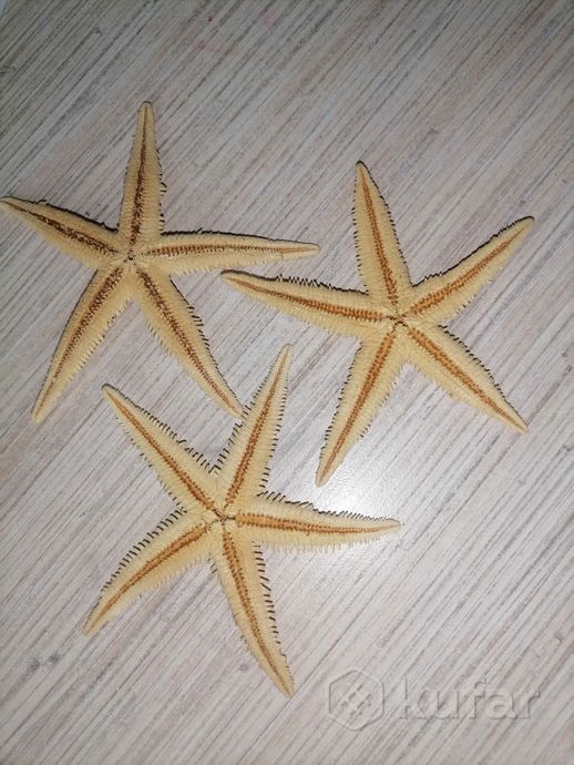 фото морская звезда  3