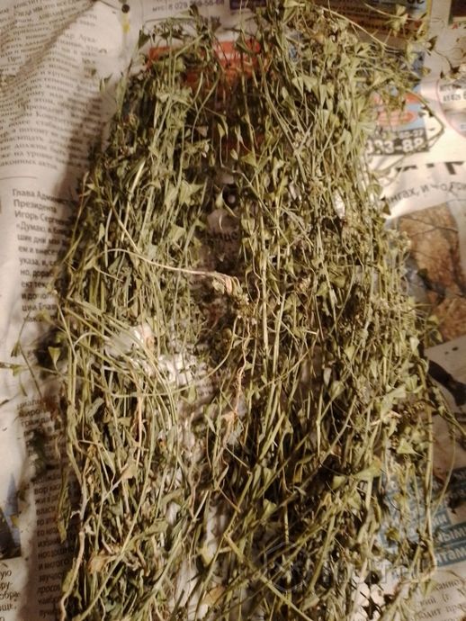 фото целебные травы пастушья сумка 1