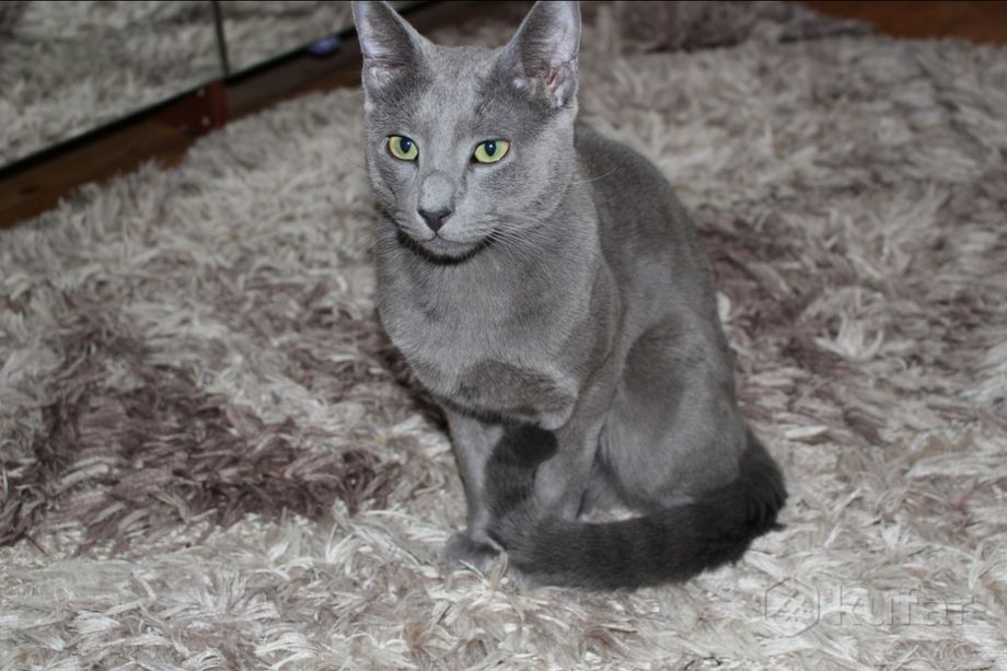 фото русский голубой кот вязка 0