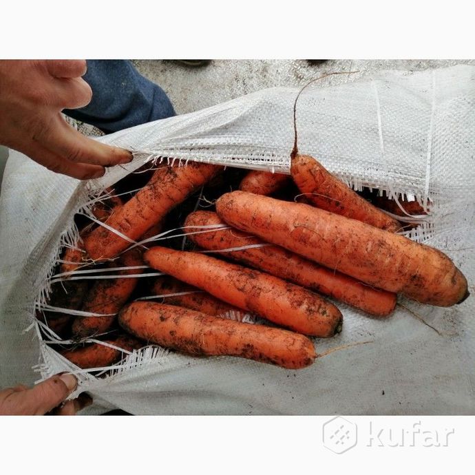 фото деревенская картошечка (картофель) сорт ''анна'' 5