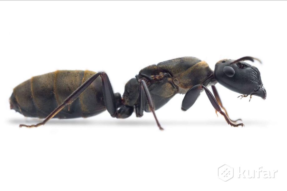 фото муравьи camponotus (colobopsis) leonardi 0