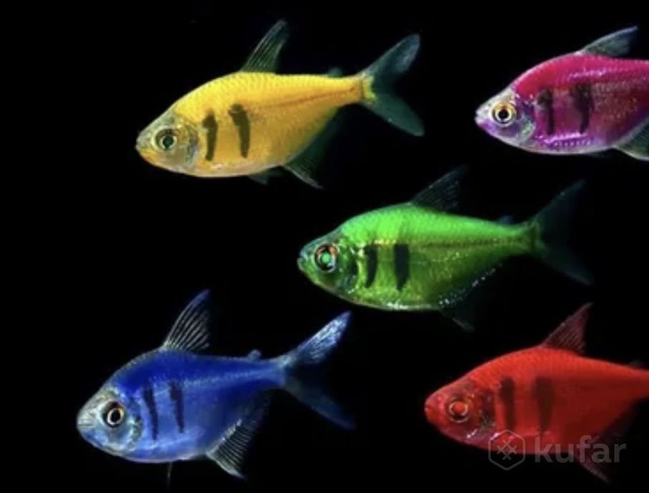 фото барбус фиолет, желтый , новинка и более 100 видов аквариум. рыбки в зоо шиншилленок  12