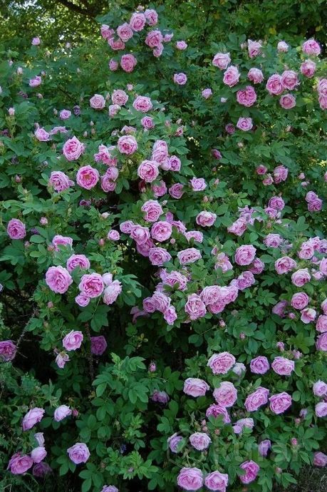 фото розовая роза  0