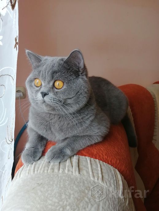 фото вязка британского кота 0