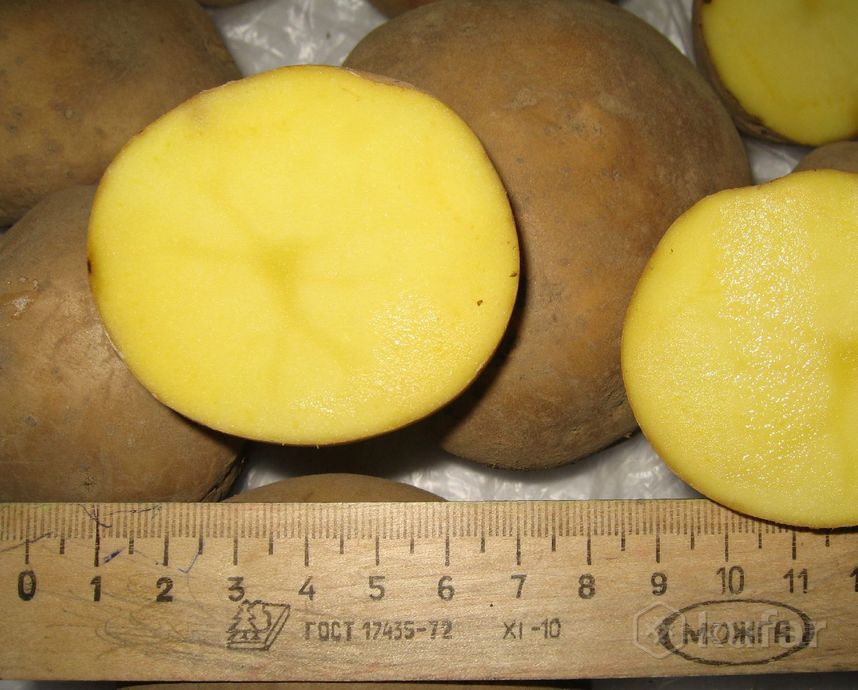 фото картофель (картошка) доставка минск 2