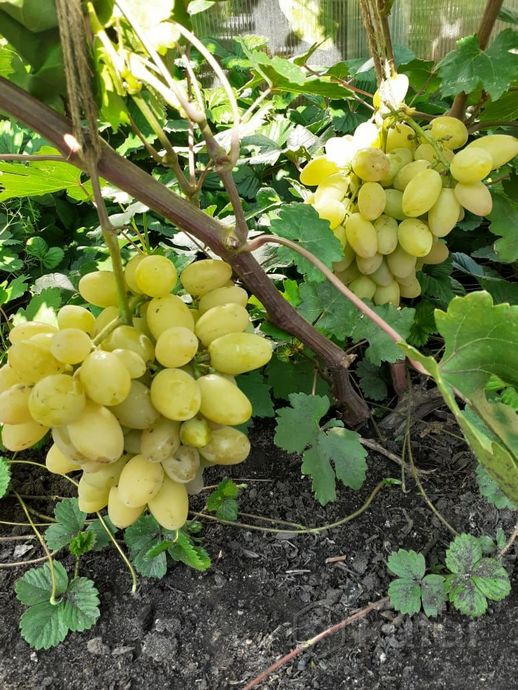 фото виноград саженцы разные сорта 8