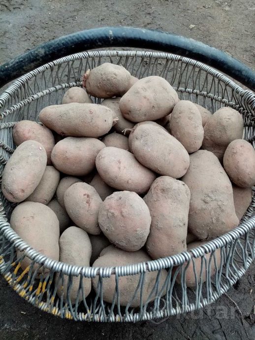 фото деревенский картофель 0