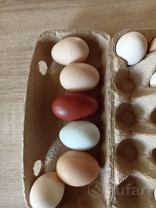 фото домашние куриные и перепелиные яйца  2
