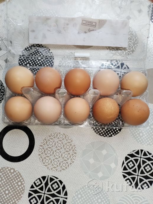 фото домашние яйца 0