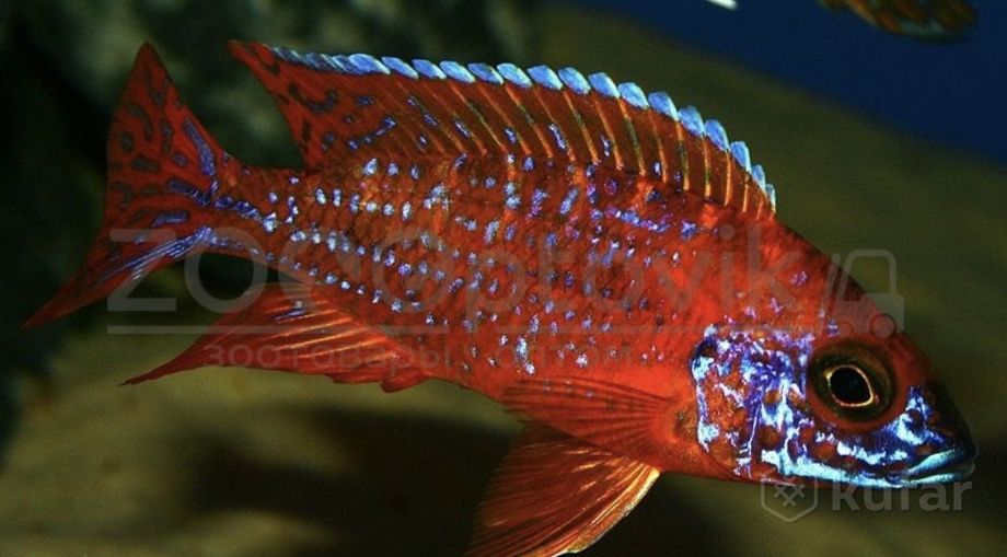 фото алунакара бенши и  более 100 видов аквариумной рыбки в описании  1