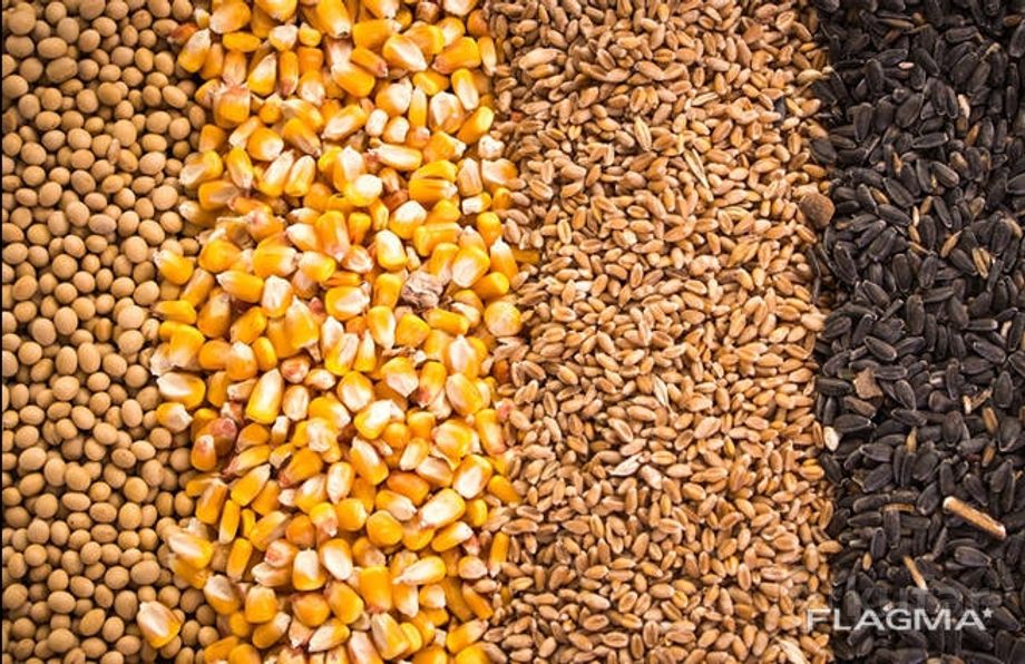 фото зерно (ячмень, пшеница) , комбикорма 0