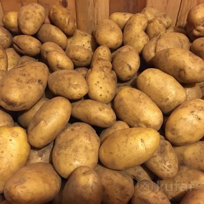 фото деревенская картошечка (картофель) сорт ''анна'' 3