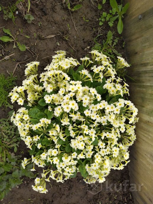 фото цветы: для дачников - cадовые - разные, недорого 3