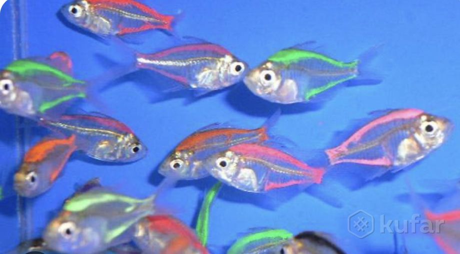 фото барбус фиолет, желтый , новинка и более 100 видов аквариум. рыбки в зоо шиншилленок  5