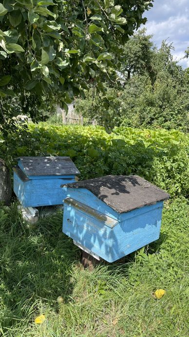 фото ульи с пчелами  6