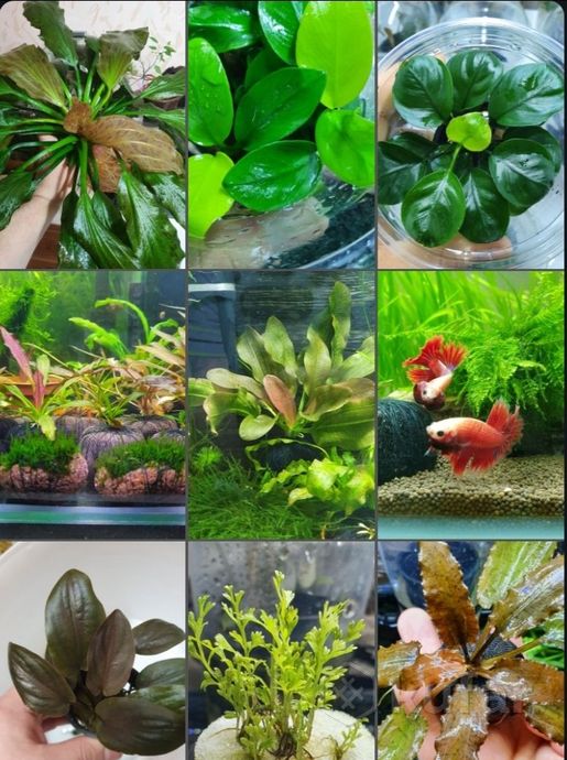 фото аквариумные растения    почта 6