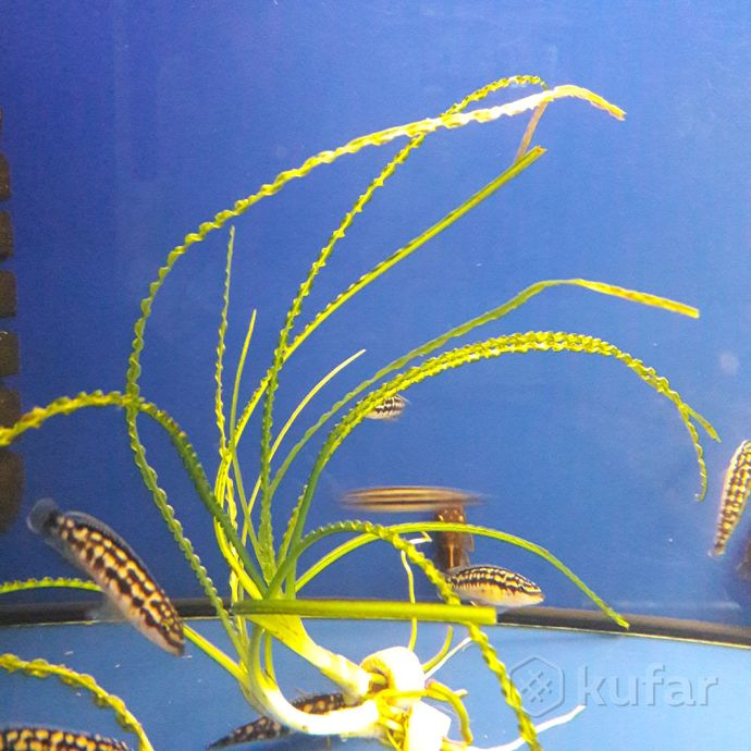 фото аквариумные растения.''аквариум'' 6