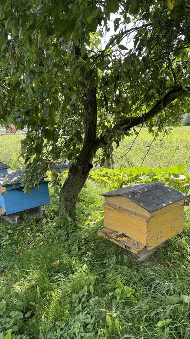 фото ульи с пчелами  4