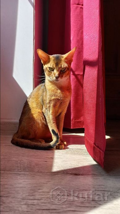 фото абиссинский кот 6