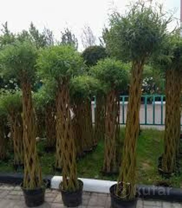 фото ''беларуские пальмы'' плетеные деревья из ивы. 0