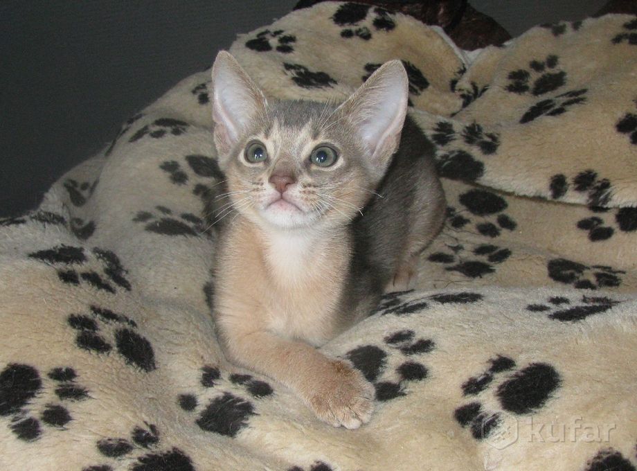 фото абиссинские котята современного типа 4