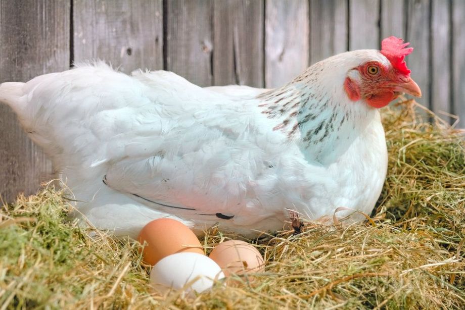 фото куры несушки,цыплята ,утята в жодино  2