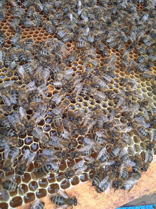 фото пчеломатки карника бакфаст 1