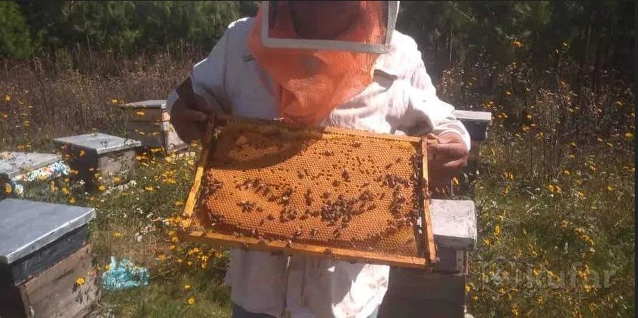 фото пчелосемьи и пчелопакеты бакфаст. 0