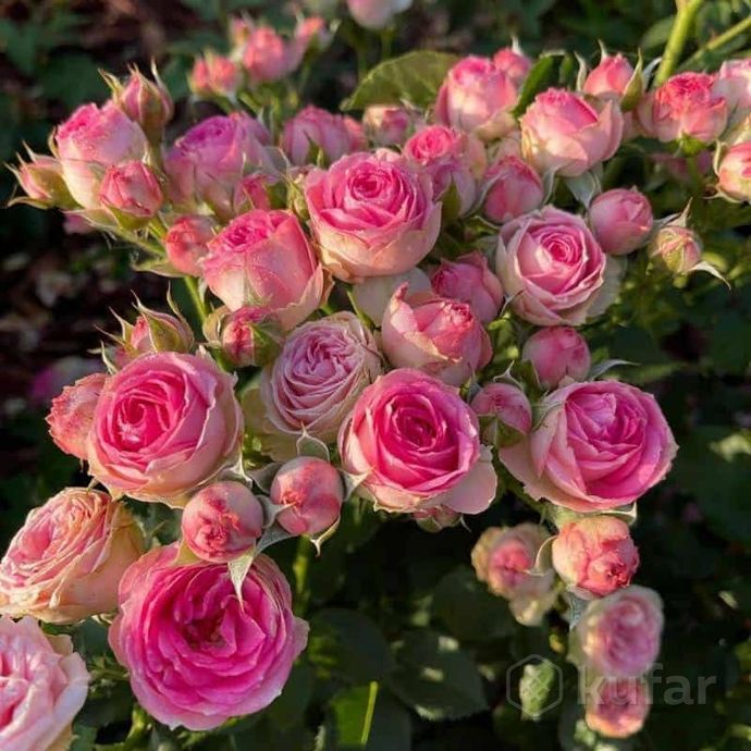 фото саженцы роз более 200 сортов 0