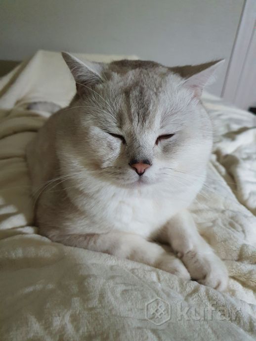 фото вязка кот макс шиншила шотландец страйт белый 7