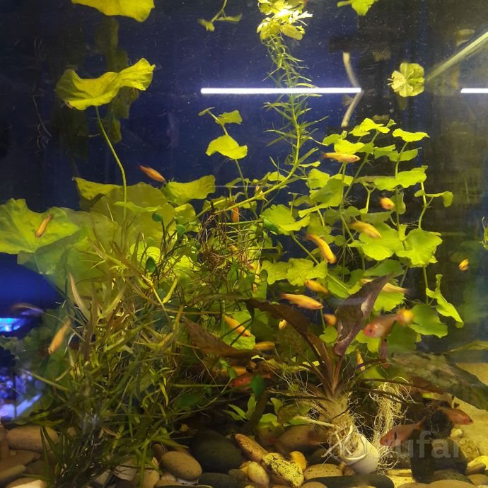 фото аквариумные растения.''аквариум'' 11