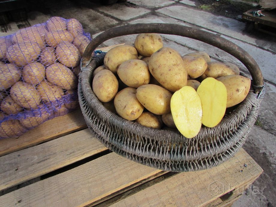 фото домашний картофель и другие овощи. доставка. минск 0