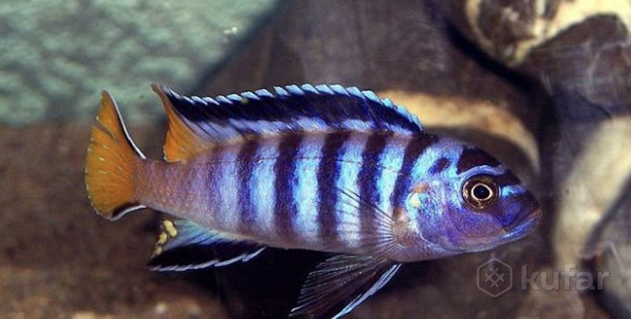 фото алунакара бенши и  более 100 видов аквариумной рыбки в описании  7