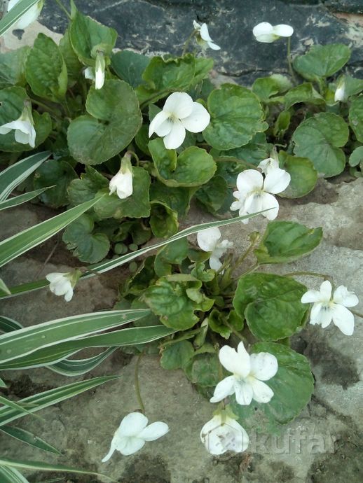 фото цветы для дачников - садовые, разные 8