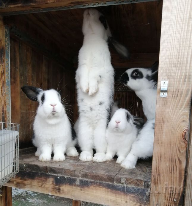 фото кролики 1